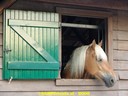 DSC08104.jpg