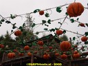 dsc05278.jpg