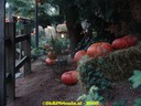 dsc05333.jpg