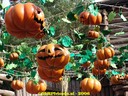 dsc09272.jpg