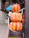dsc01959.jpg