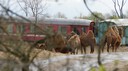 DSC01436.JPG