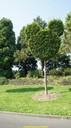 DSC03383.jpg